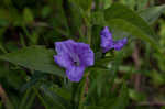 Limestone wild petunia